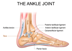 the-ankle-joint-anatomy